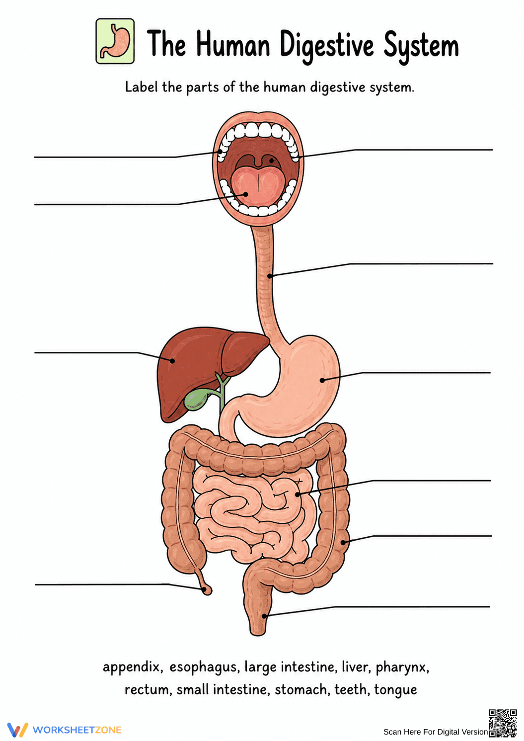 Grade 7 Digestive System — Printable No-Prep Worksheet - Page 1