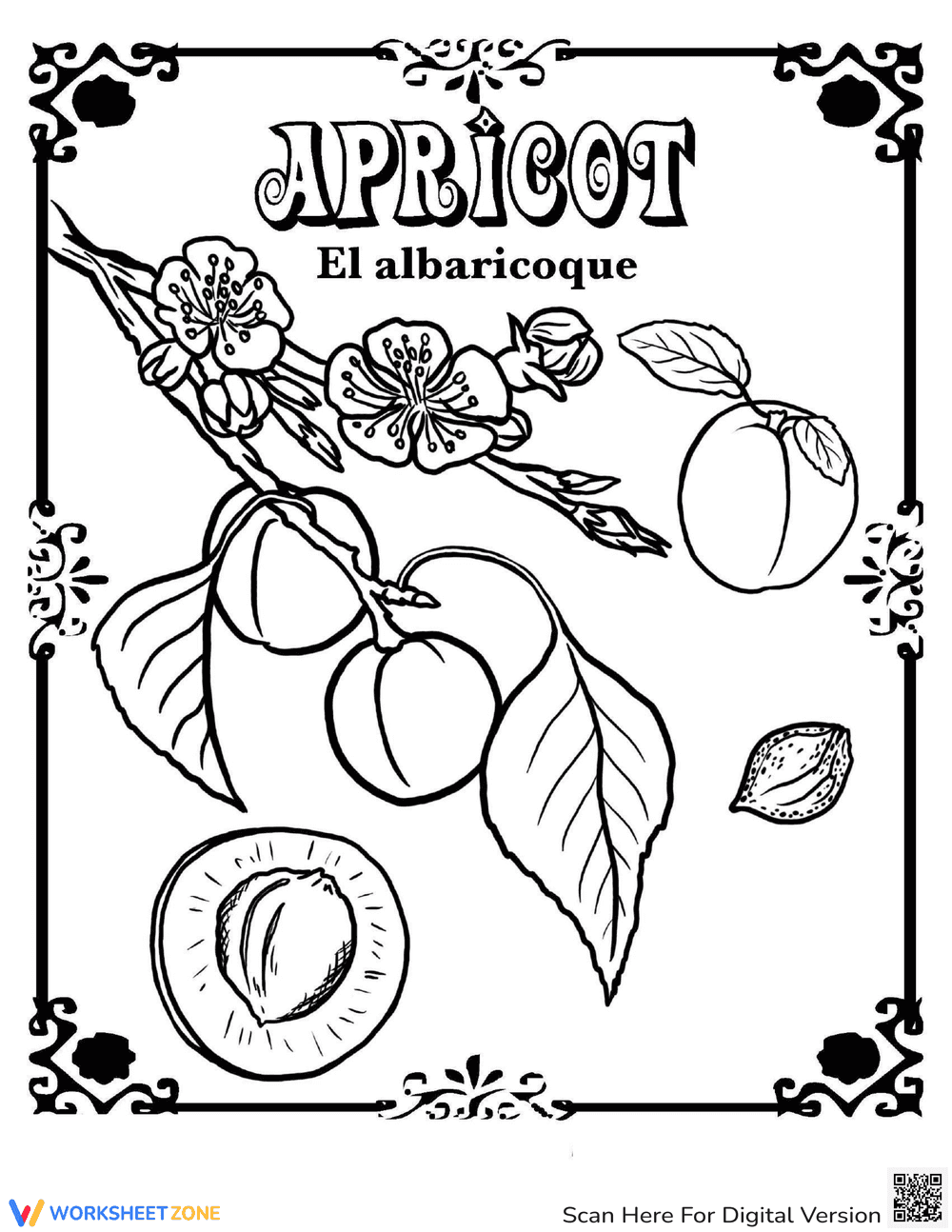 Apricot in Spanish - Page 1