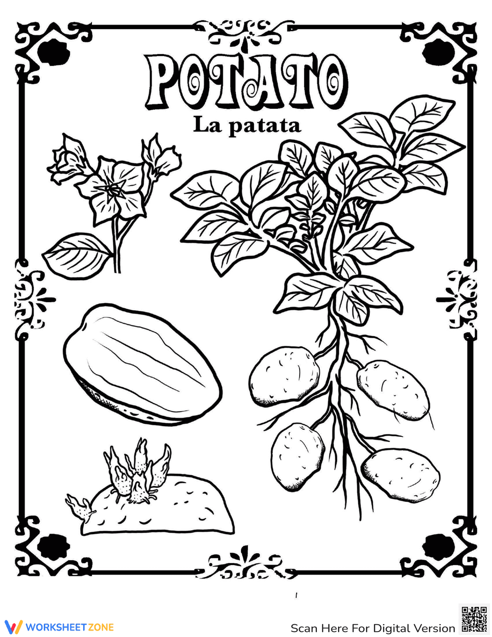 Potato in Spanish - Page 1