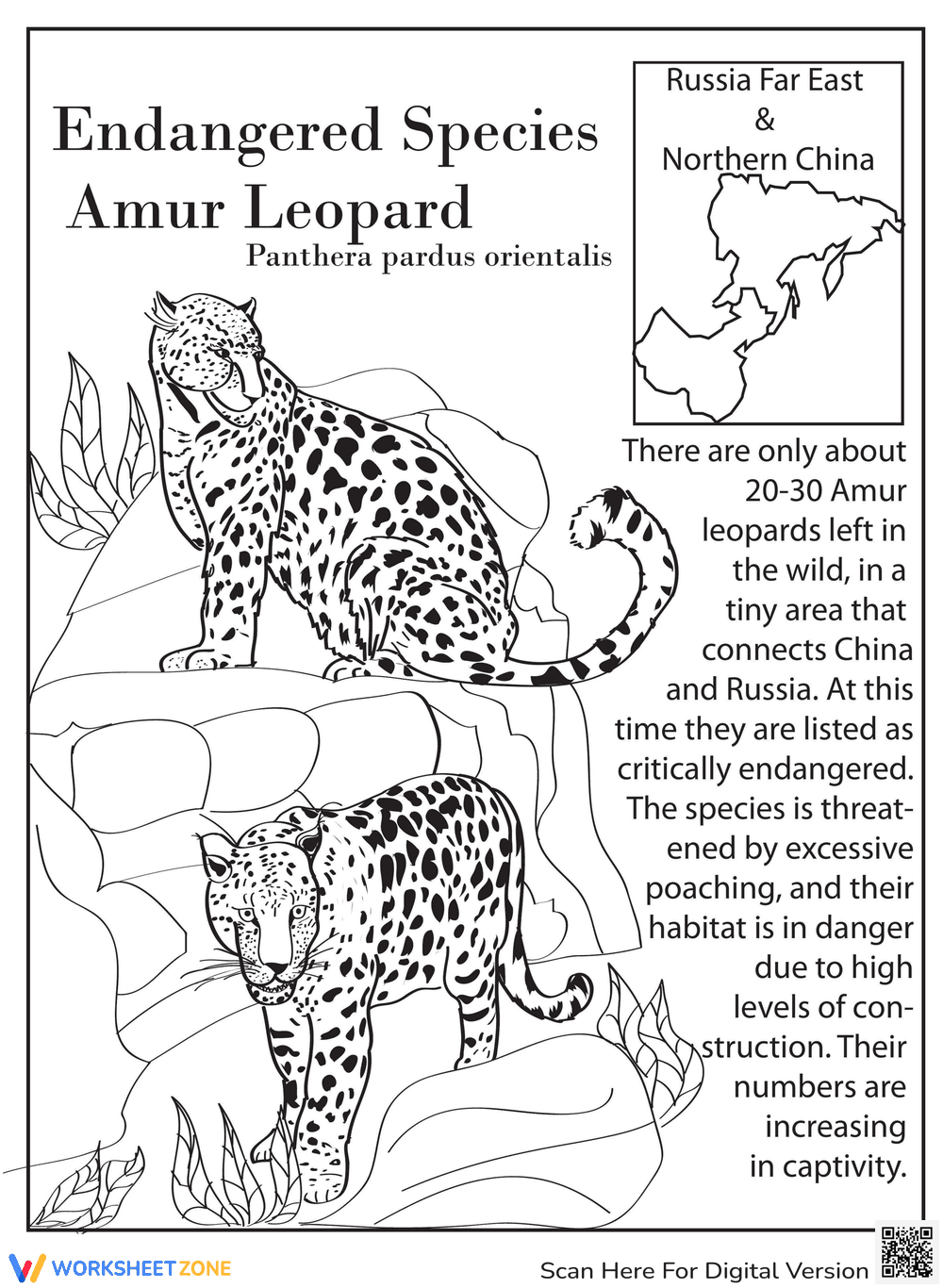 Learn About the Amur Leopard - Page 1