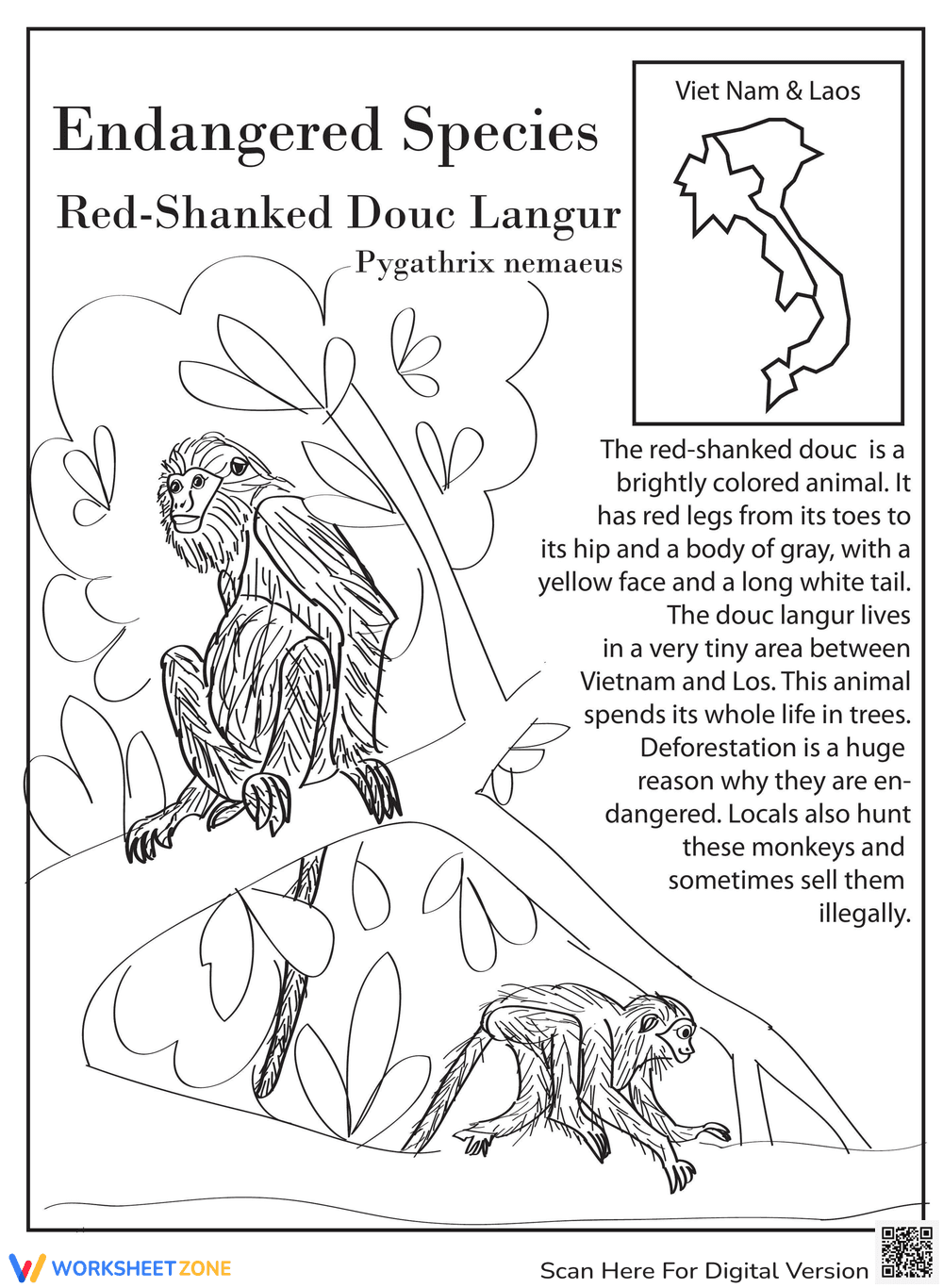 Learn about the Red-shanked Douc Langur - Page 1