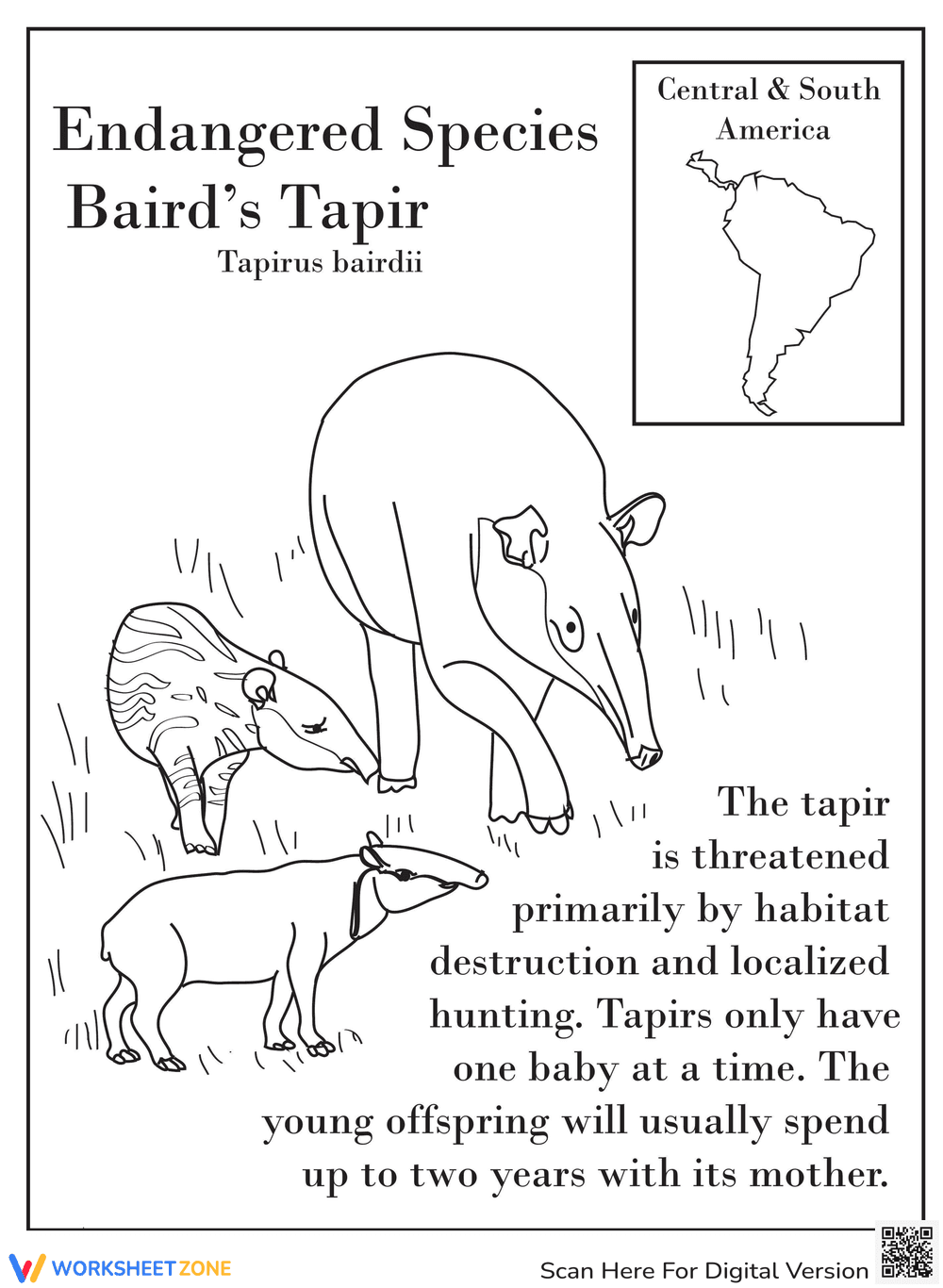 Baird's Tapir: Animal Facts and Learning Worksheet - Page 1
