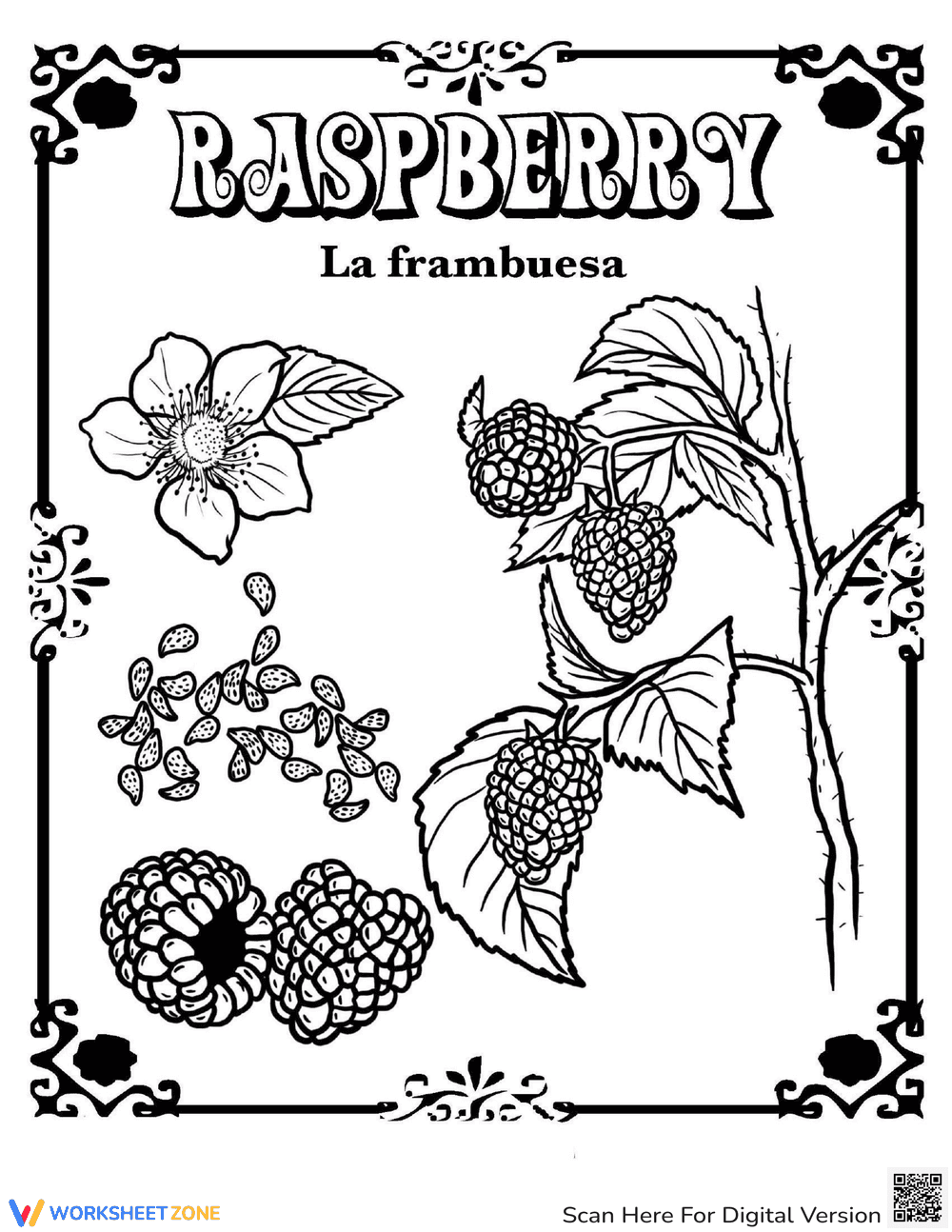 Raspberry in Spanish - Page 1