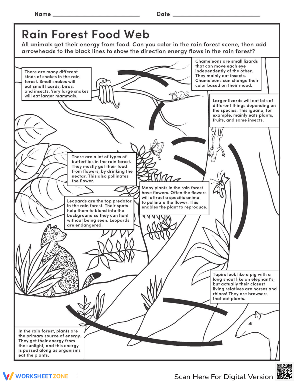 Rainforest Food Web Worksheet - Page 1