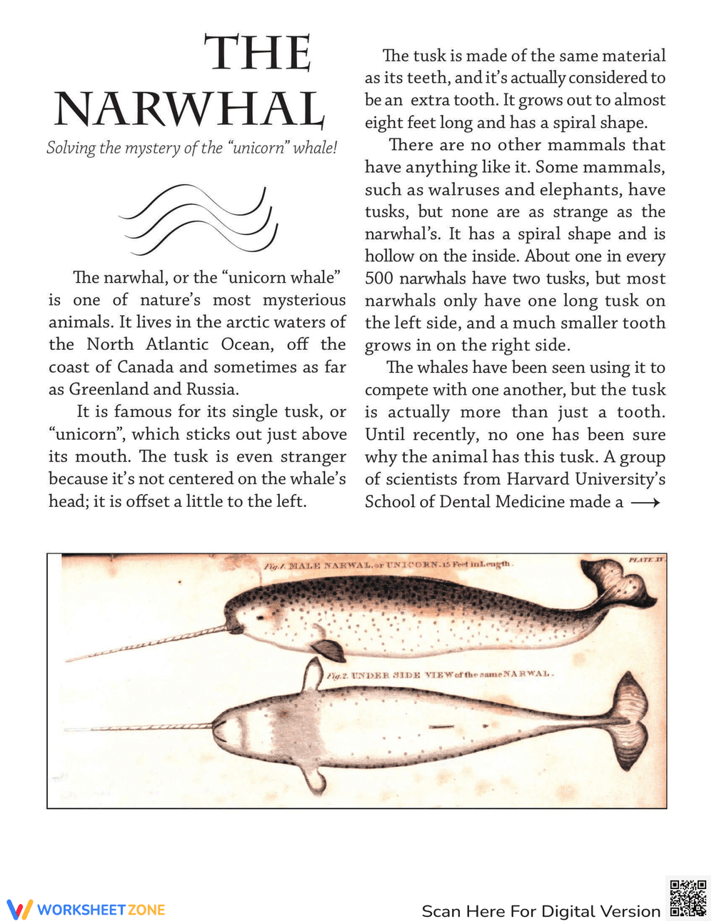 Narwhal Tusk - Page 1