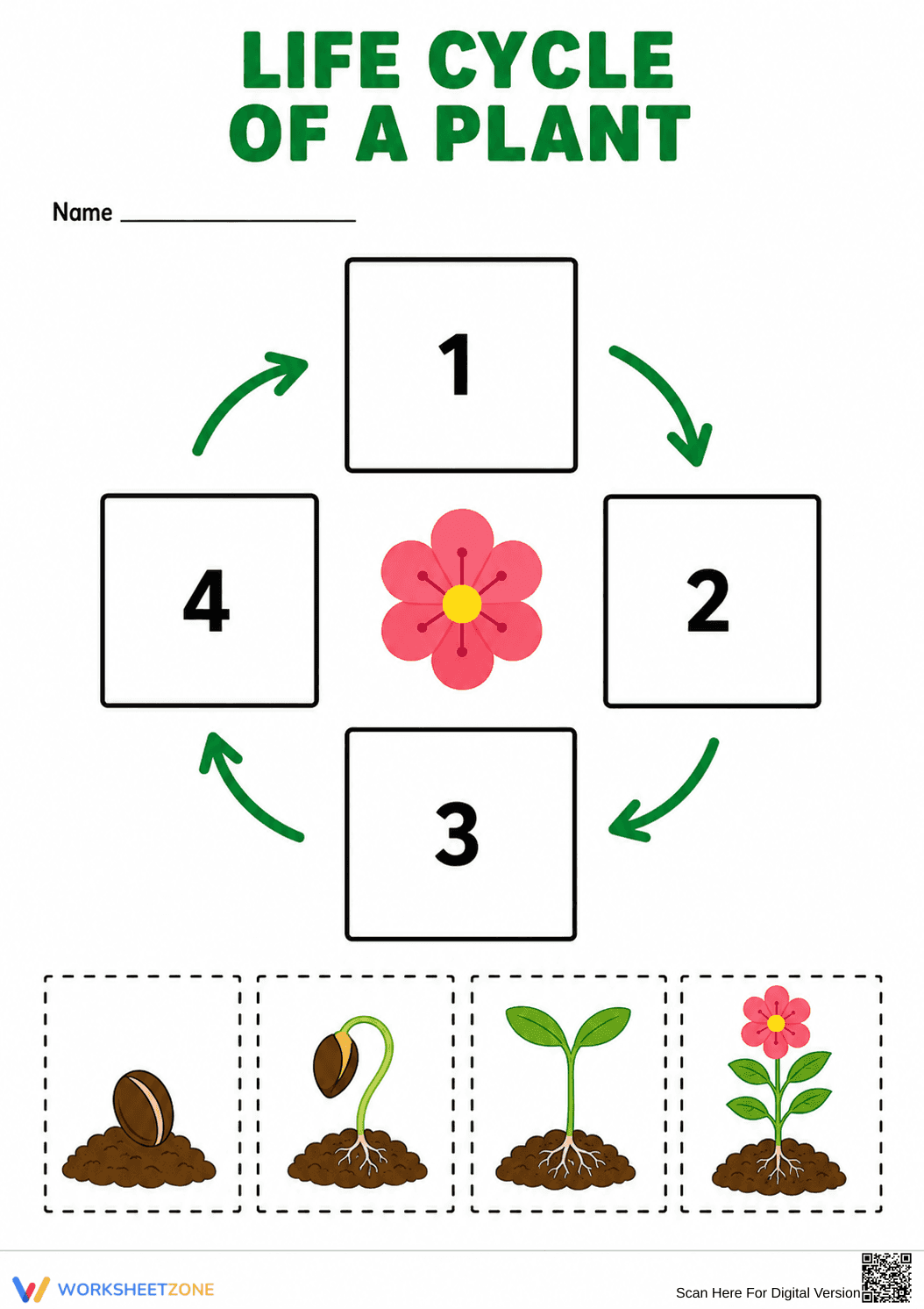 Essential Plant Life Cycle Worksheet | Grade 1-3 - Page 1