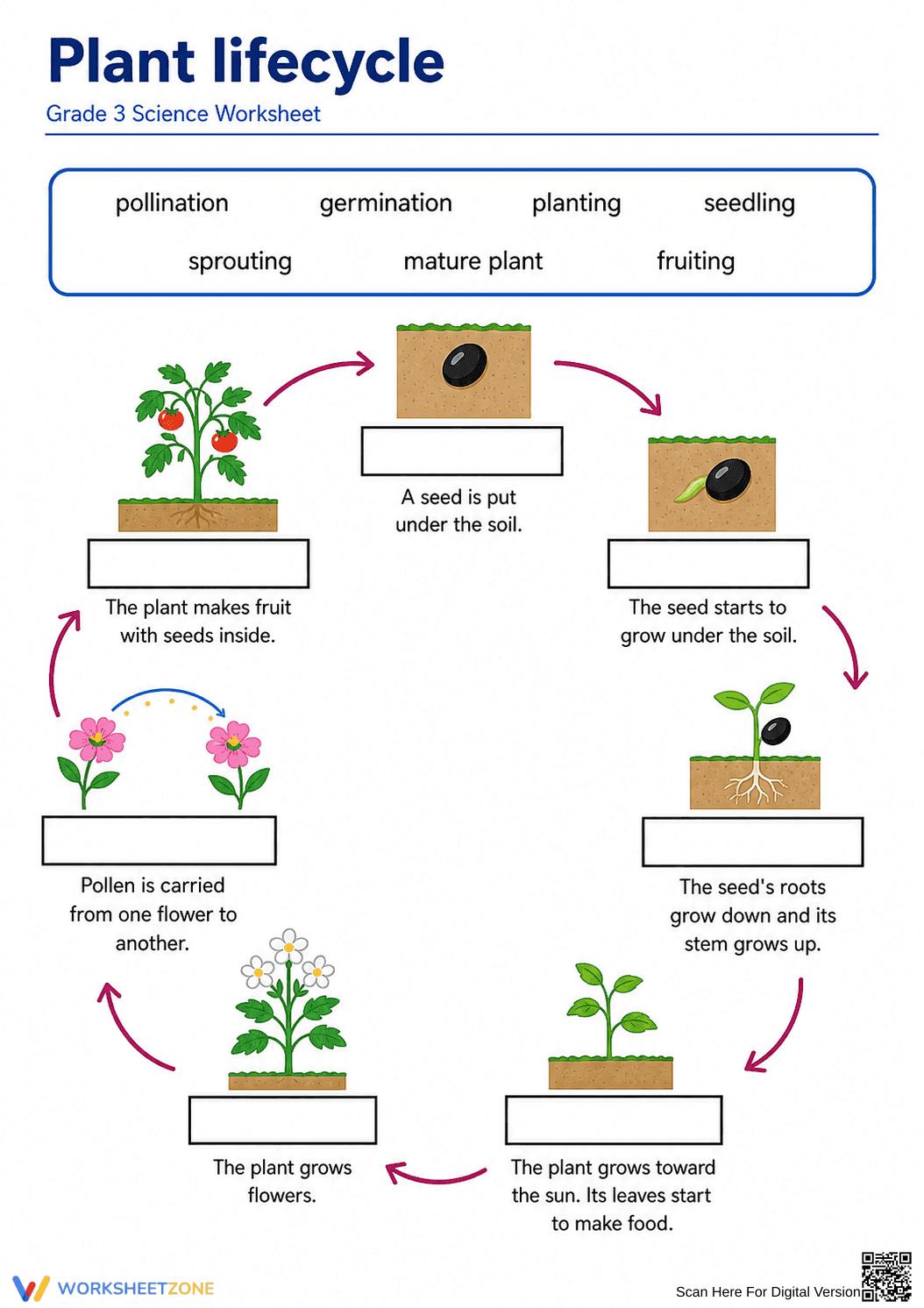 Grade 3 Plant Life Cycle — Printable No-Prep Worksheet - Page 1
