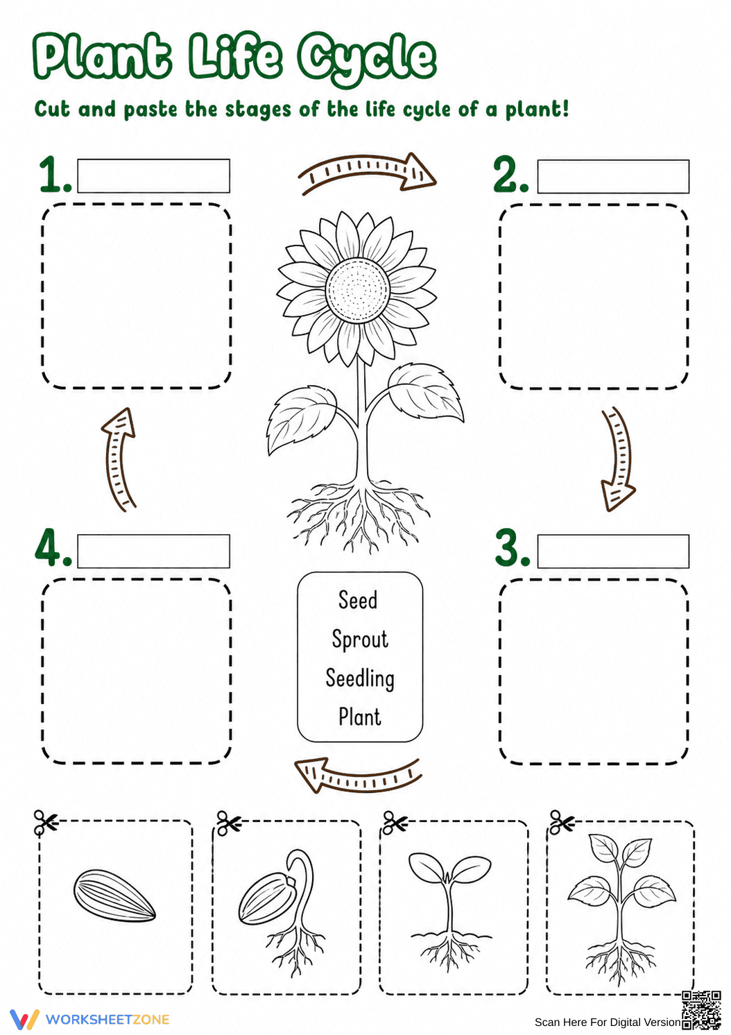 Grade 1 Plant Life Cycle — Printable No-Prep Worksheet - Page 1