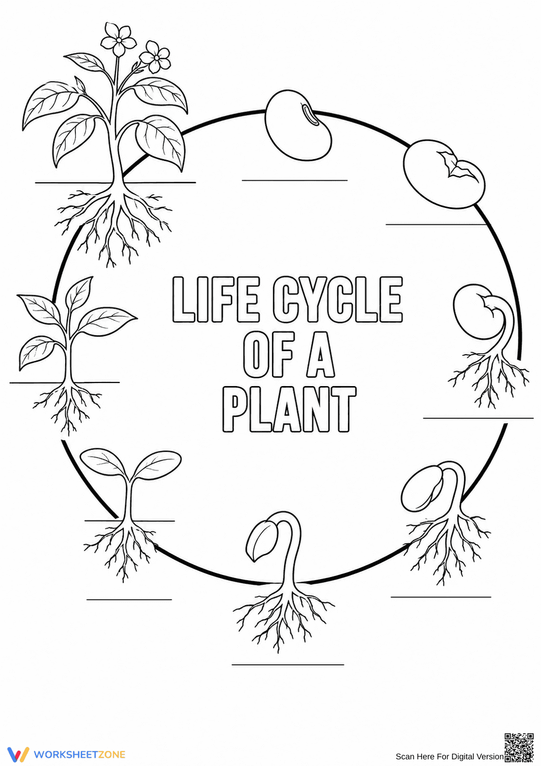 Plant Life Cycle Coloring Worksheet | Essential Grade 3-4 - Page 1