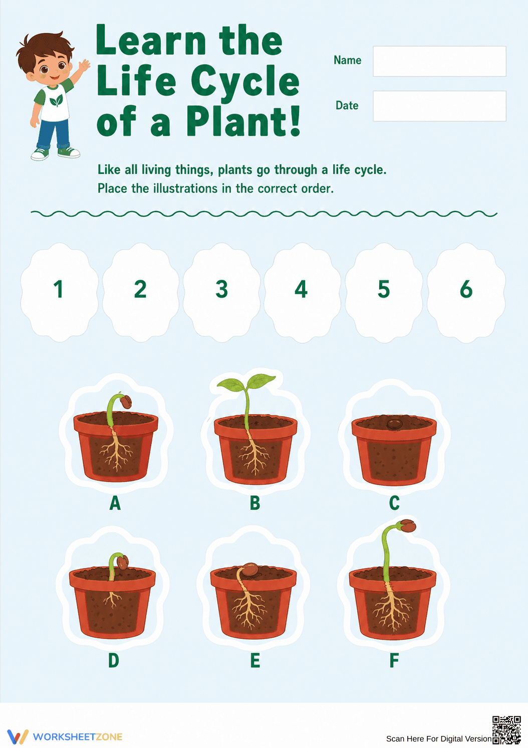 Plant Life Cycle Worksheet | Grade 1 Printable - Page 1