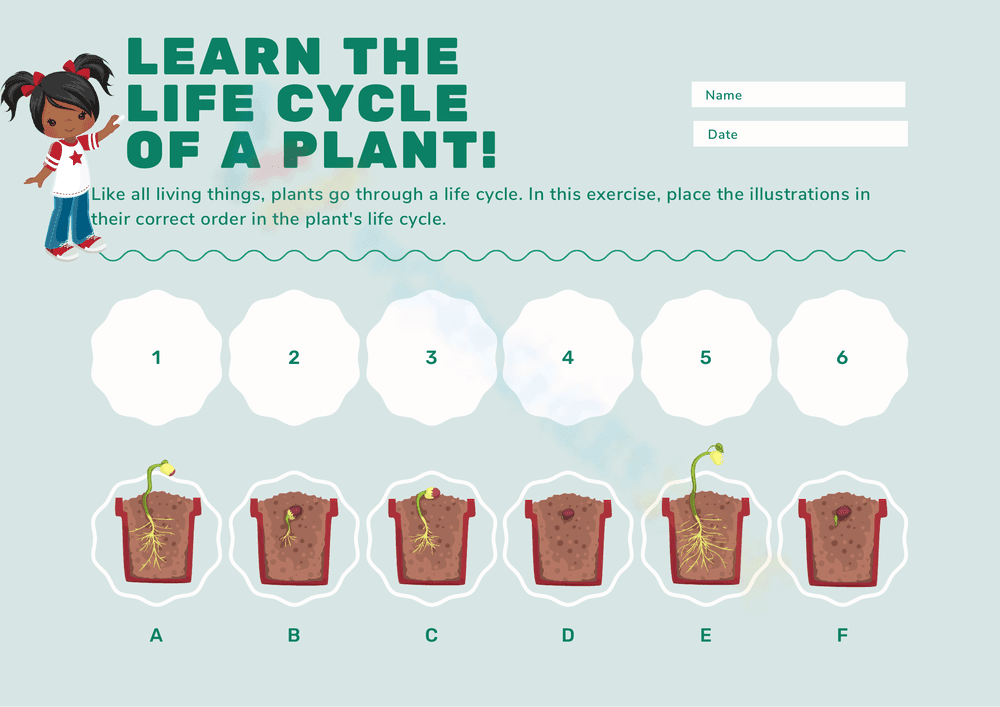 Learn the Life Cycle of a Plant - Page 1