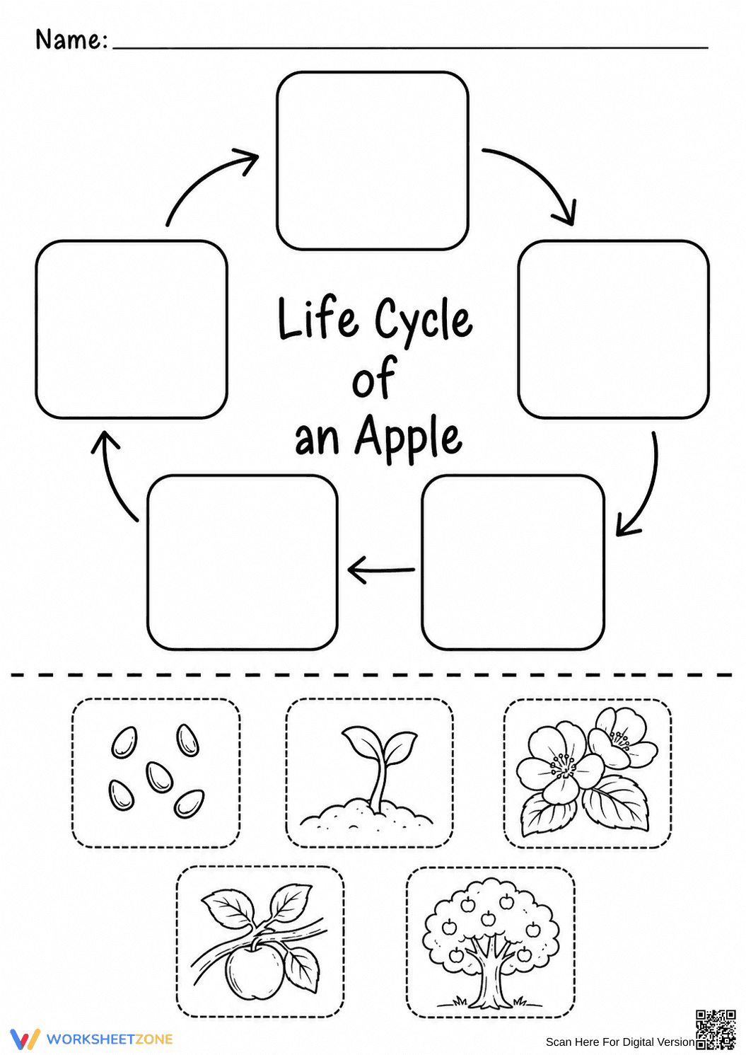 Apple Life Cycle Worksheet | Grade K-2 Essential - Page 1