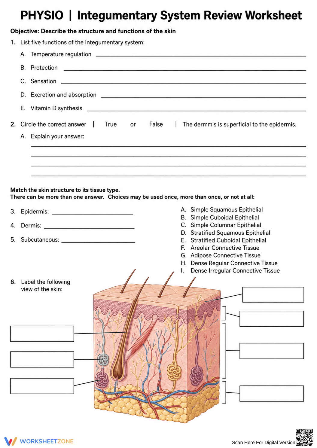 Integumentary System Review | Essential Grade 9 Biology - Page 1