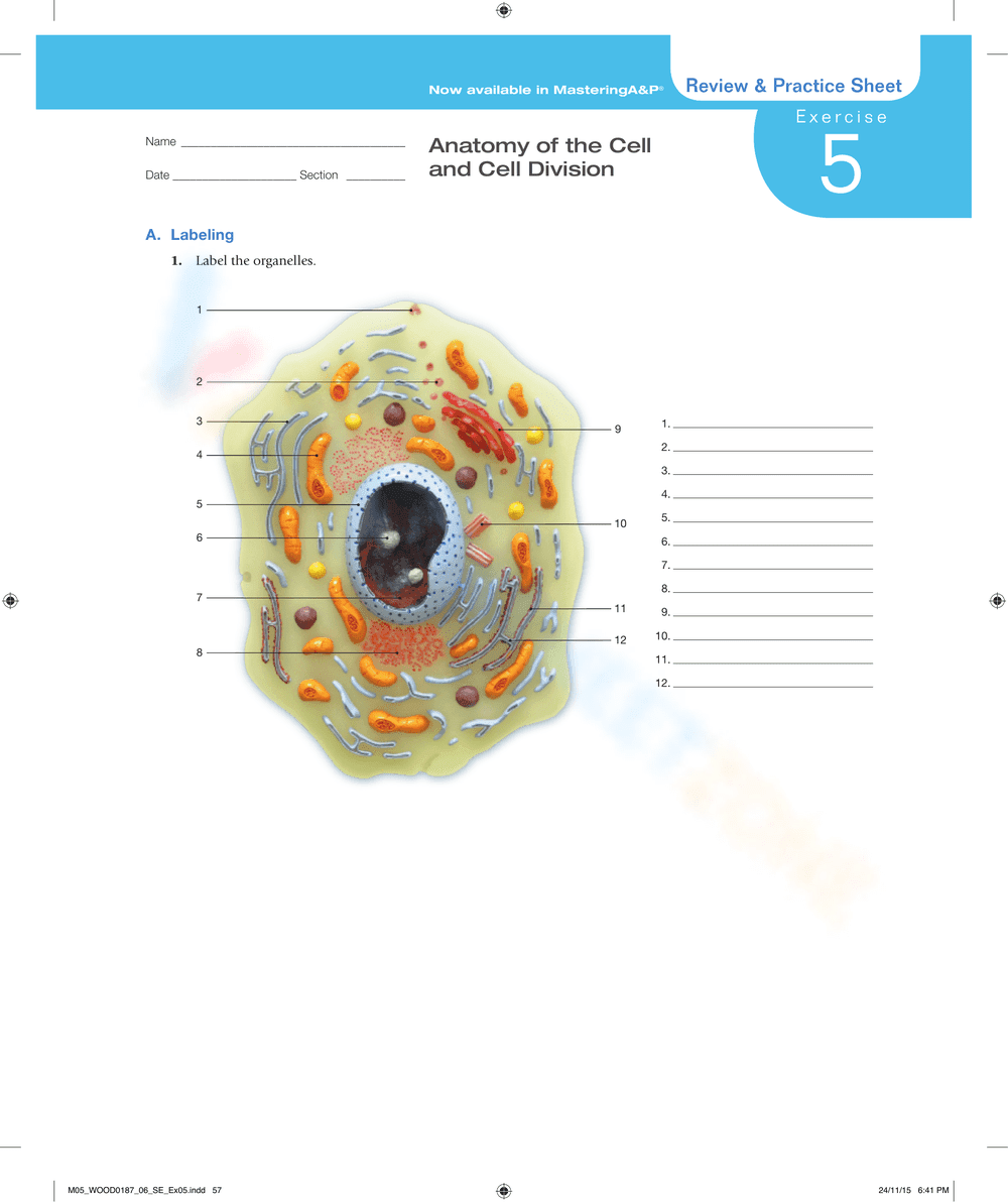 Exploring Cell Anatomy Comprehensive Worksheet - Page 1