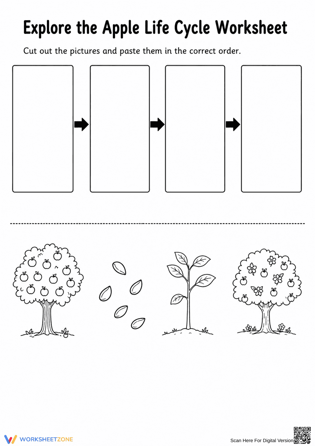 Essential Apple Life Cycle Worksheet | Grade K-2 - Page 1