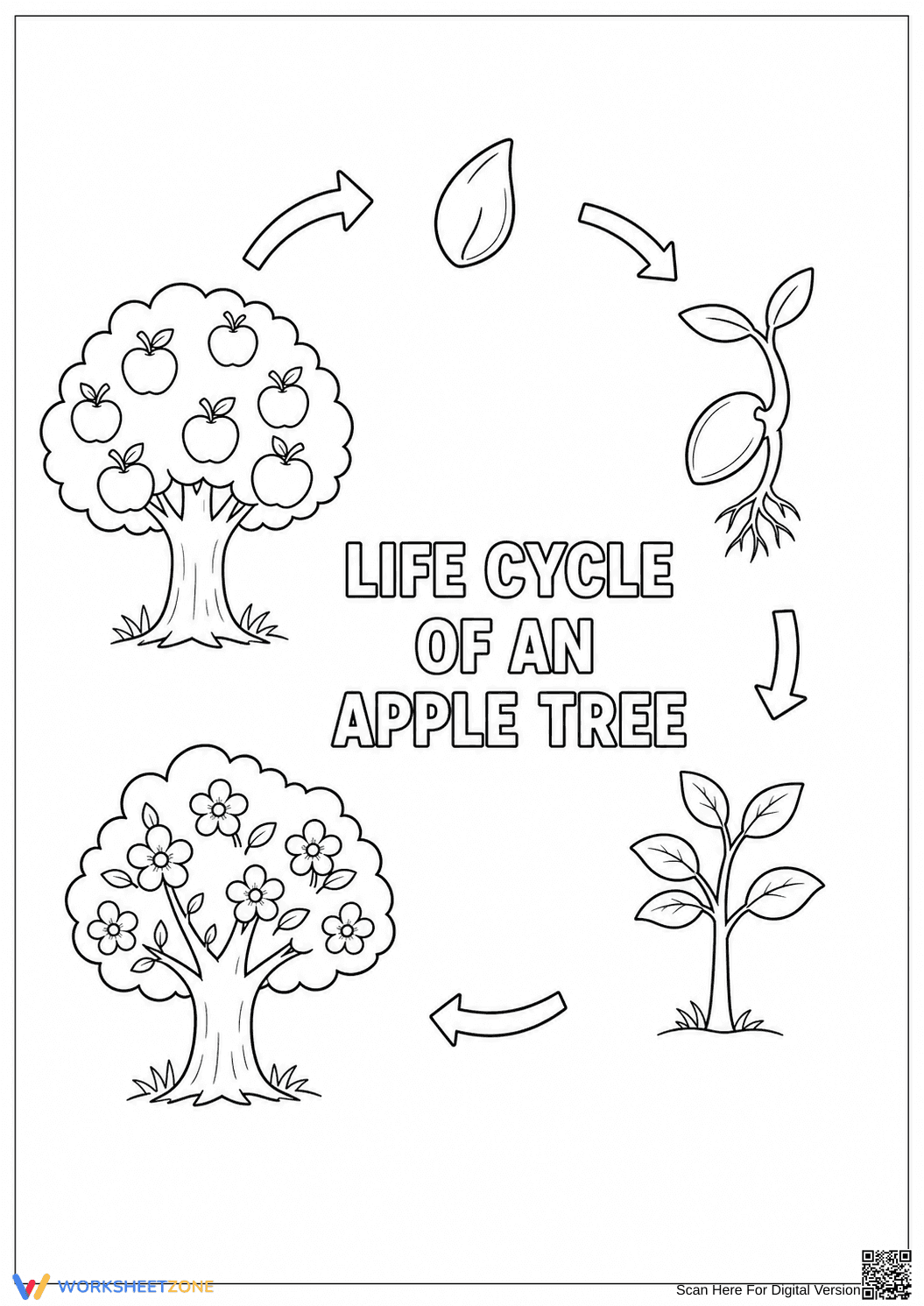 Printable Apple Tree Life Cycle Worksheet | Grade 1-3 - Page 1