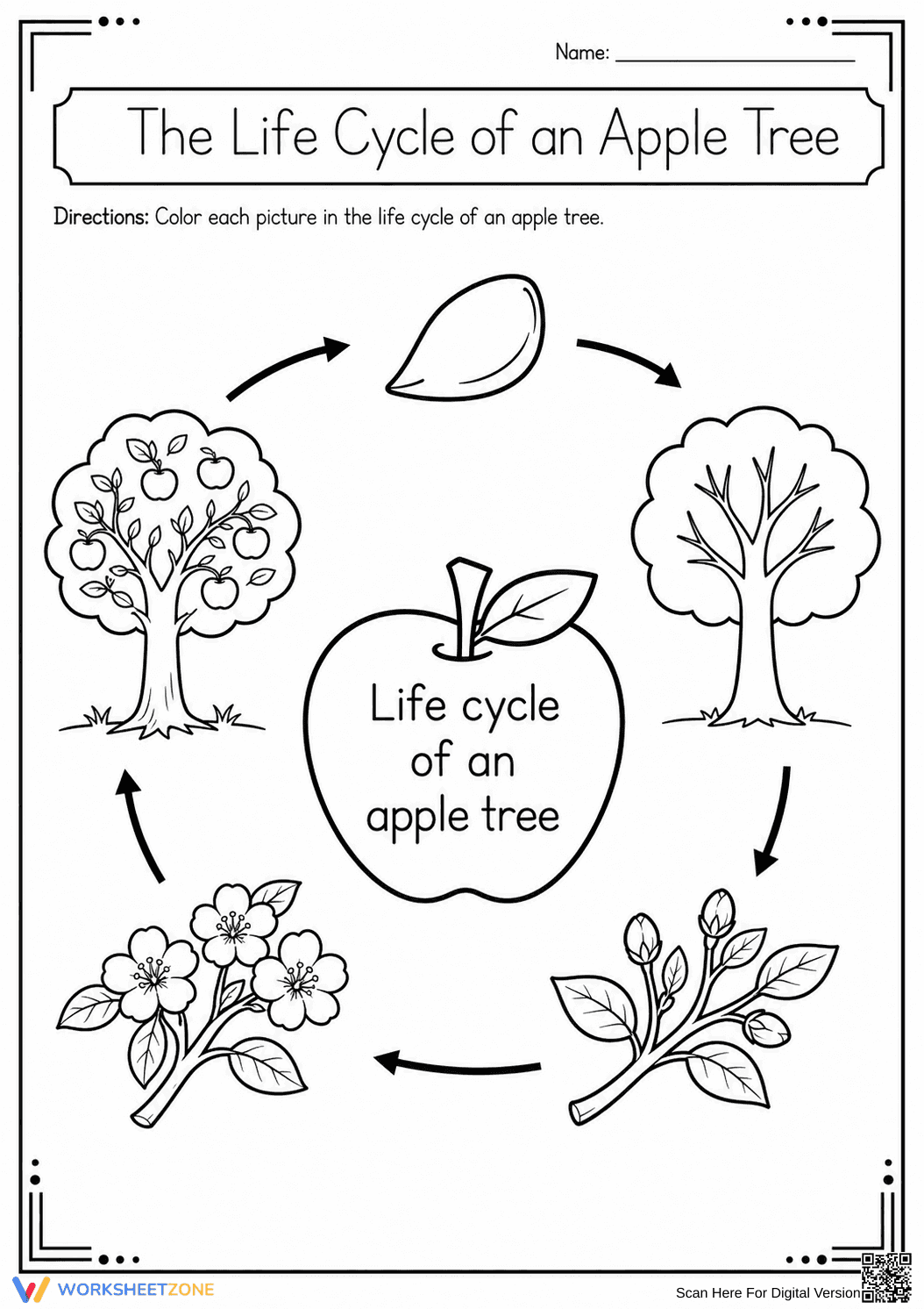 Apple Tree Life Cycle Printable Worksheet | Grade K-2 - Page 1