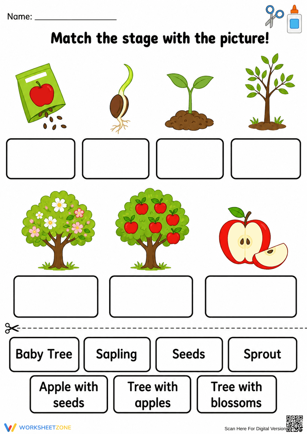 Grade 1 Apple Life Cycle — Printable No-Prep Worksheet - Page 1