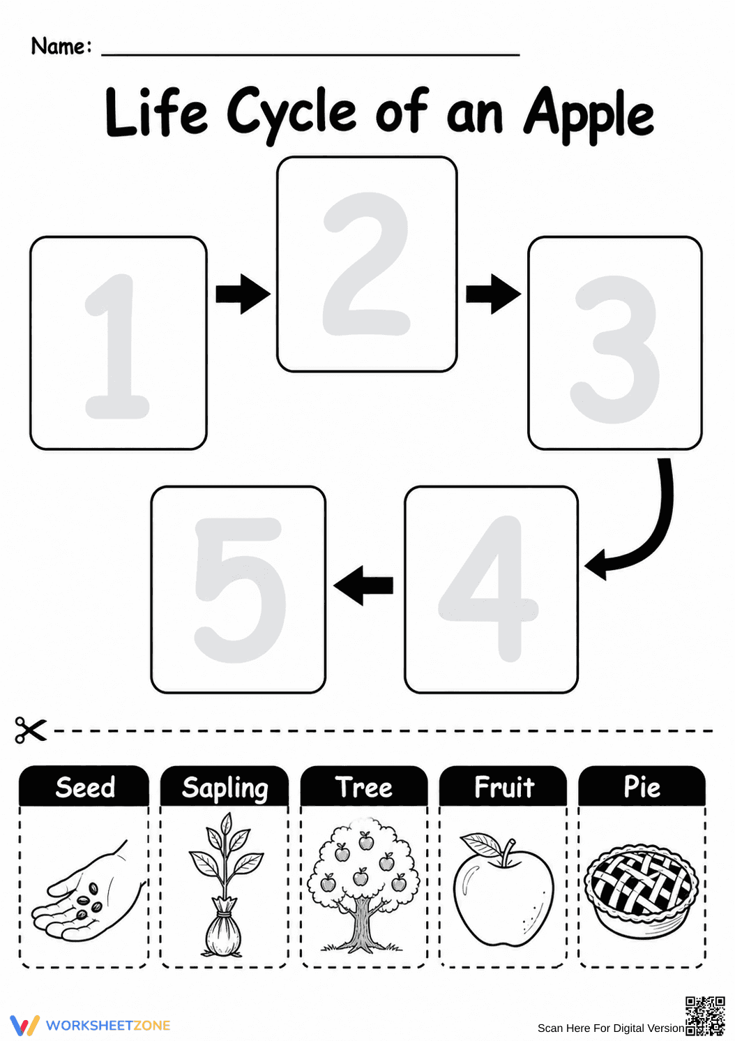 Apple Tree Life Cycle Worksheet | Grade K-1 Essential - Page 1