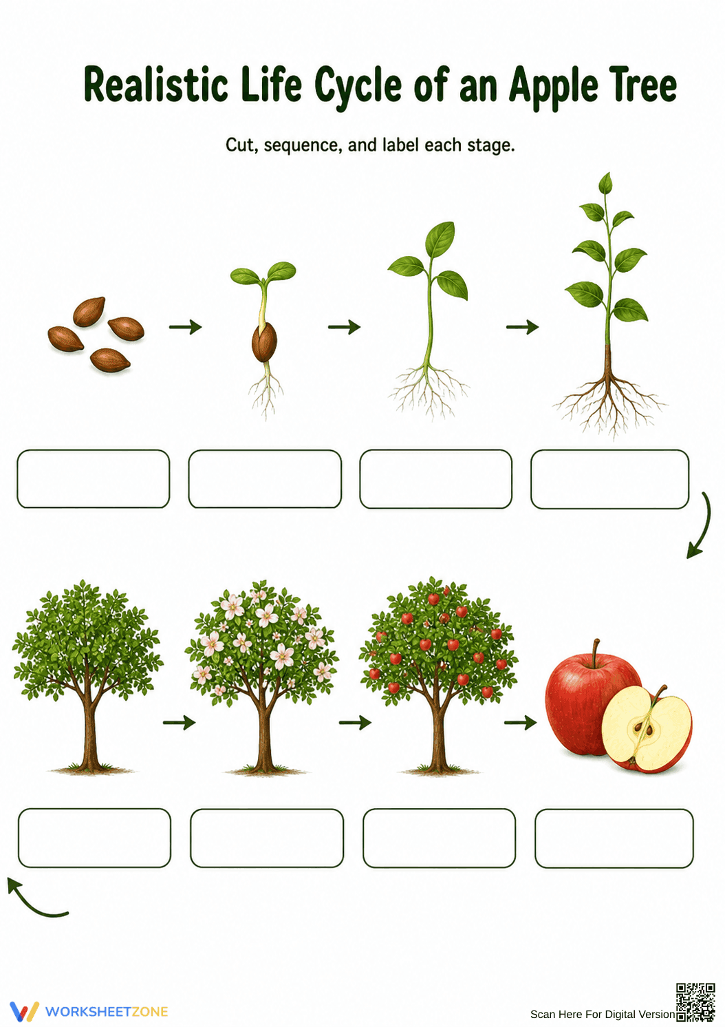 Apple Tree Life Cycle Worksheet | Grade 1-3 Essential - Page 1