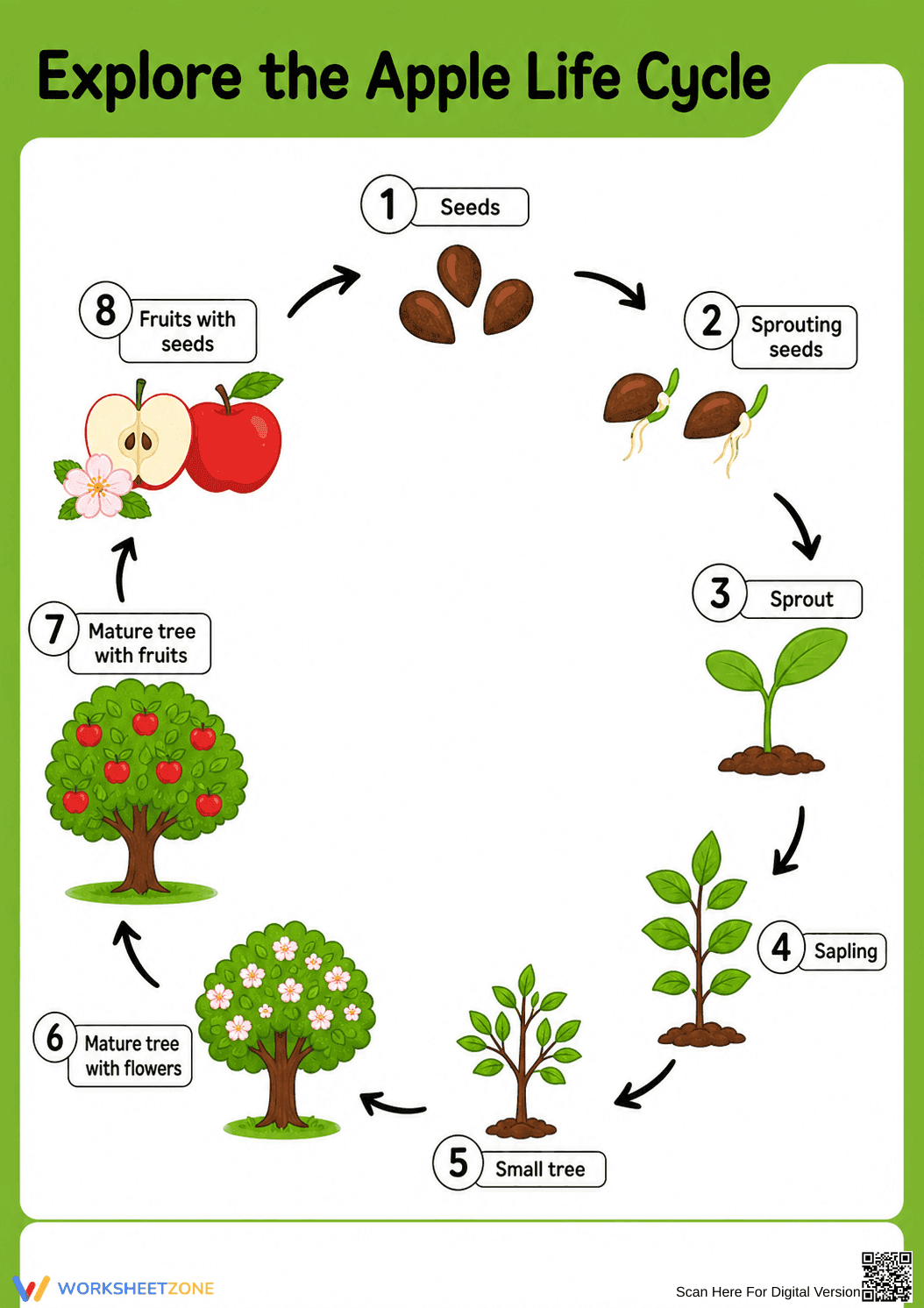 Apple Life Cycle Worksheet | Grade 3 Essential Science - Page 1