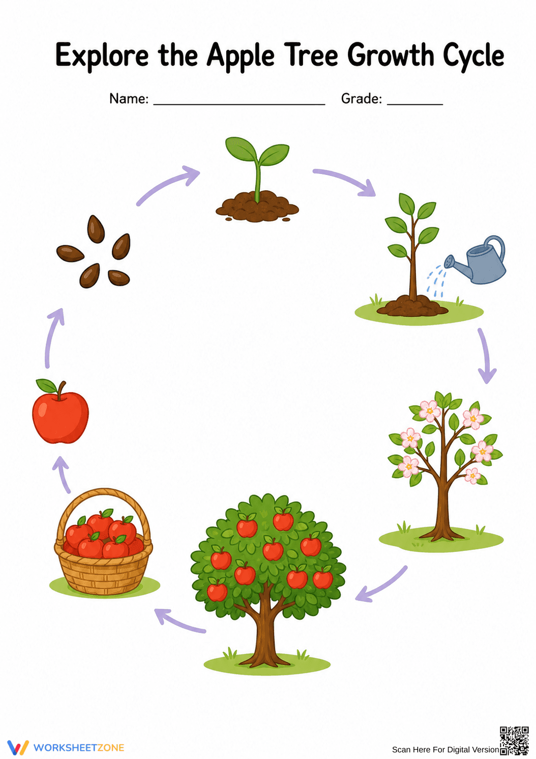 Grade 3 Apple Tree Life Cycle — Printable No-Prep Worksheet - Page 1