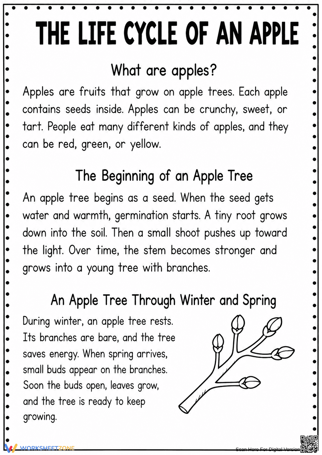 Apple Life Cycle Reading | Essential Grade 3 - Page 1