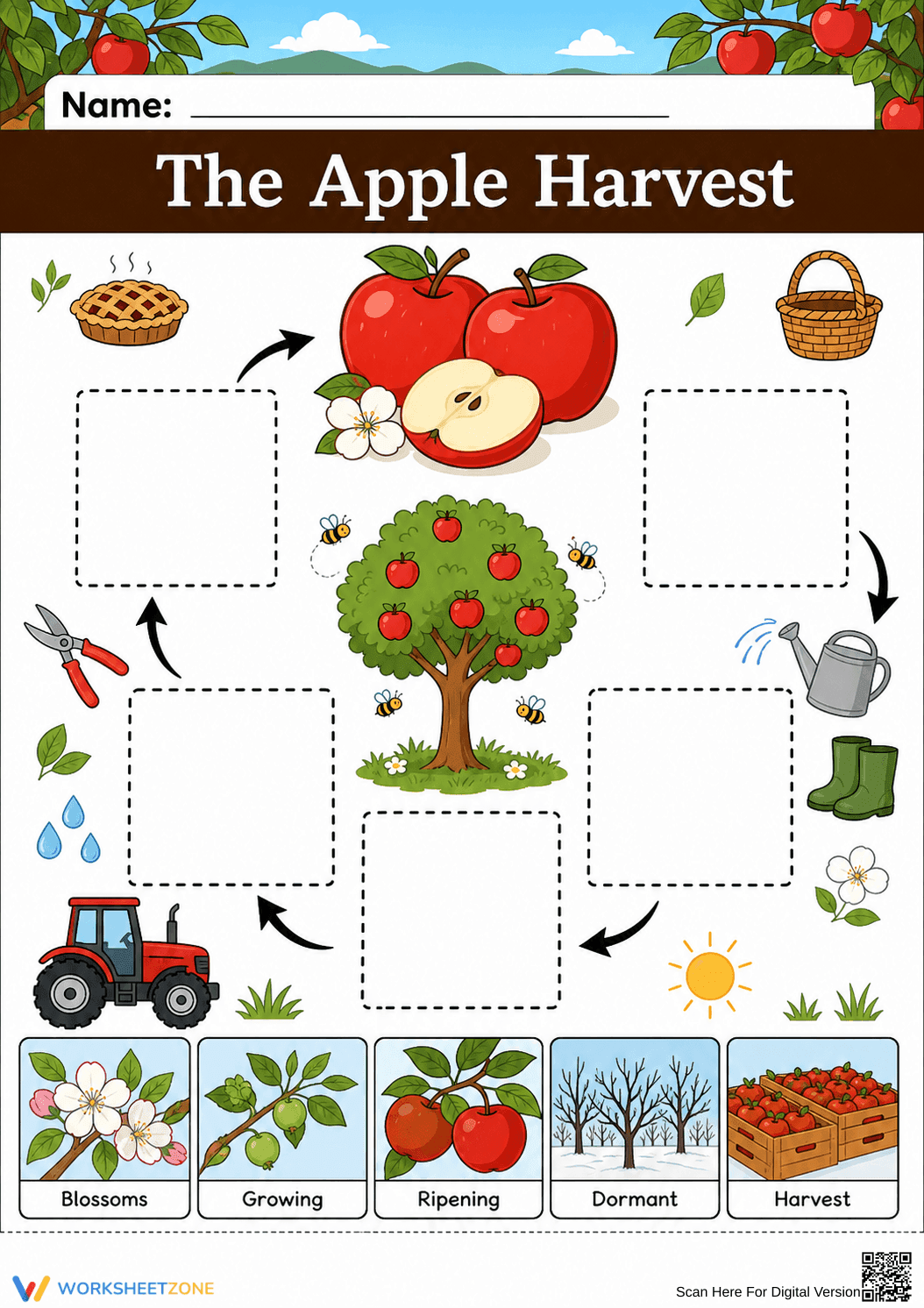 Grade 3 Apple Life Cycle — Printable No-Prep Worksheet - Page 1