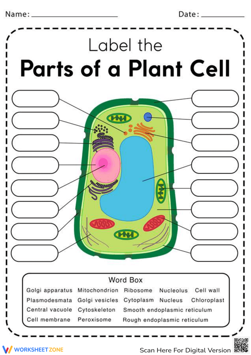 Learn About Parts of a Plant Cell - Page 1