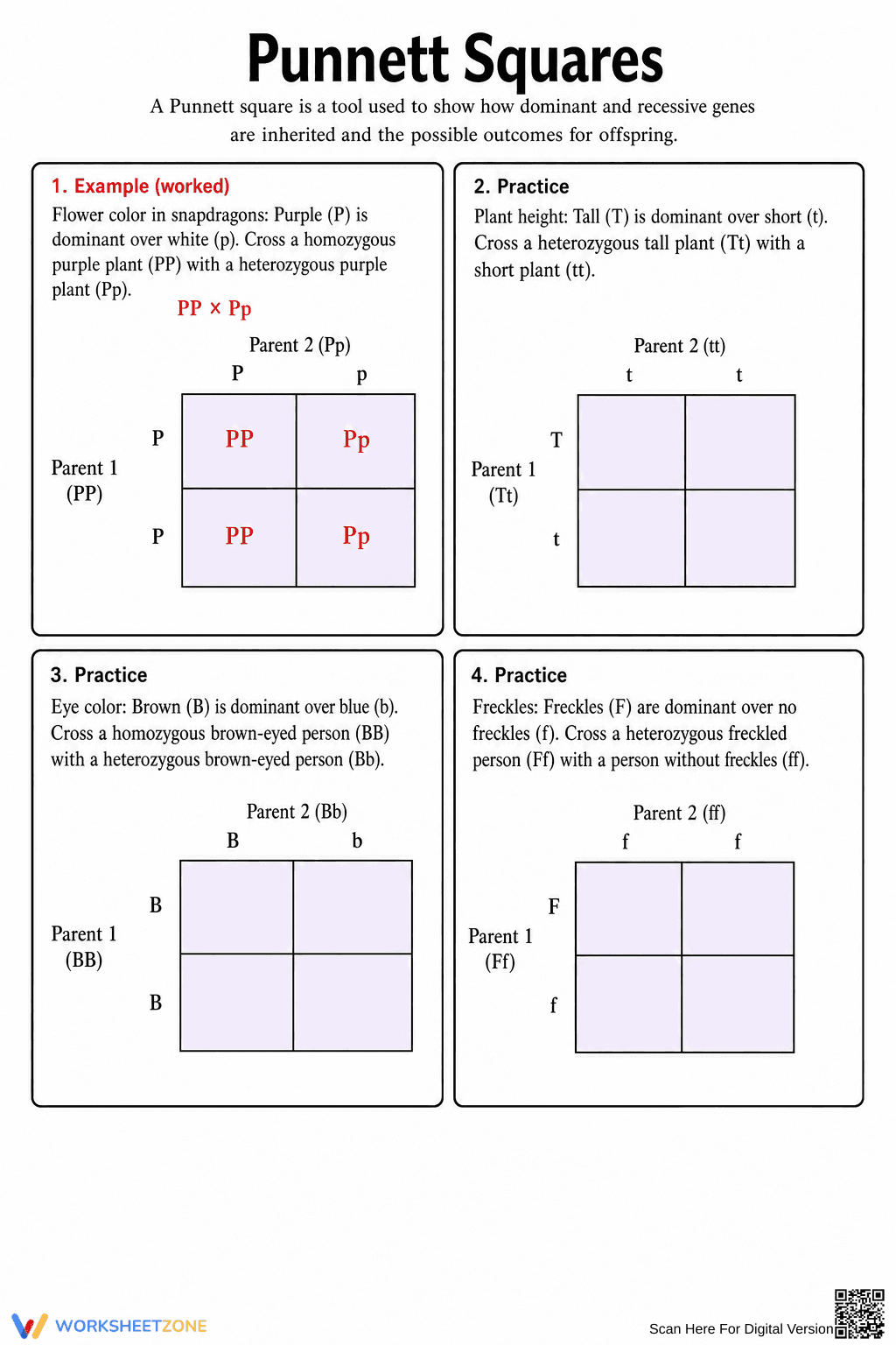 Grade 9-11 Punnett Squares — Printable No-Prep Worksheet - Page 1