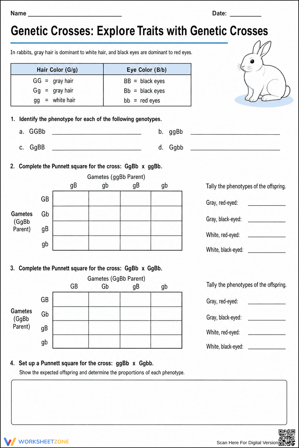 Dihybrid Cross Practice Worksheet | Essential Biology - Page 1