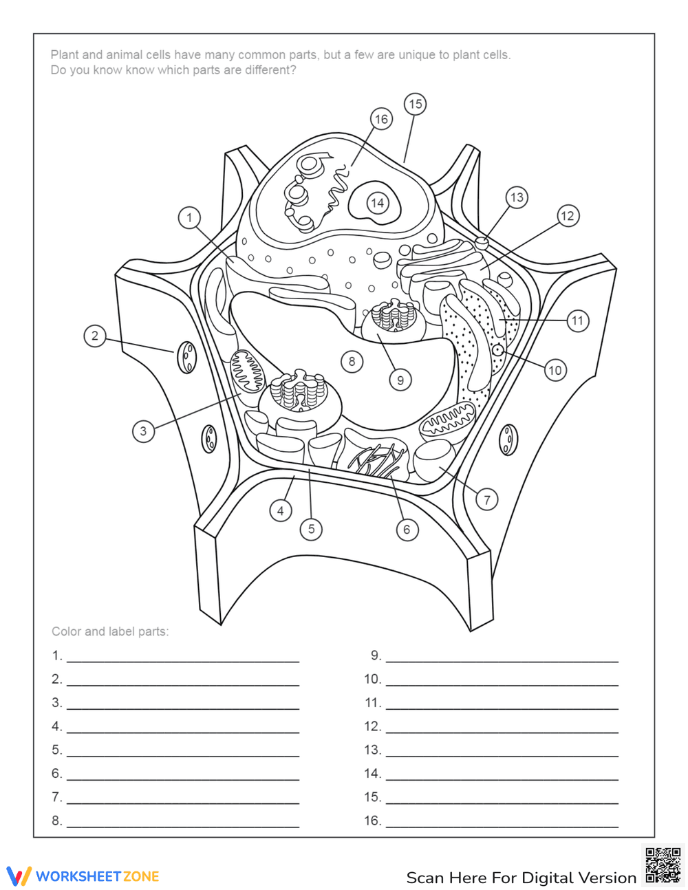 Plant Cell Anatomy: Interactive Activity Worksheet - Page 1