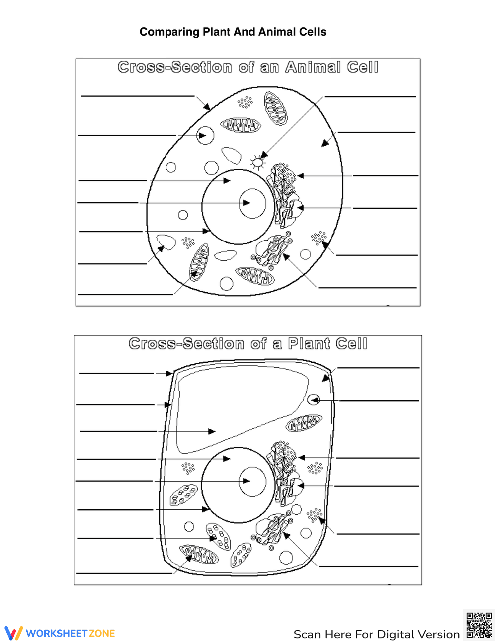 Plant & Animal Cell Comparison: Structures and Functions - Page 1