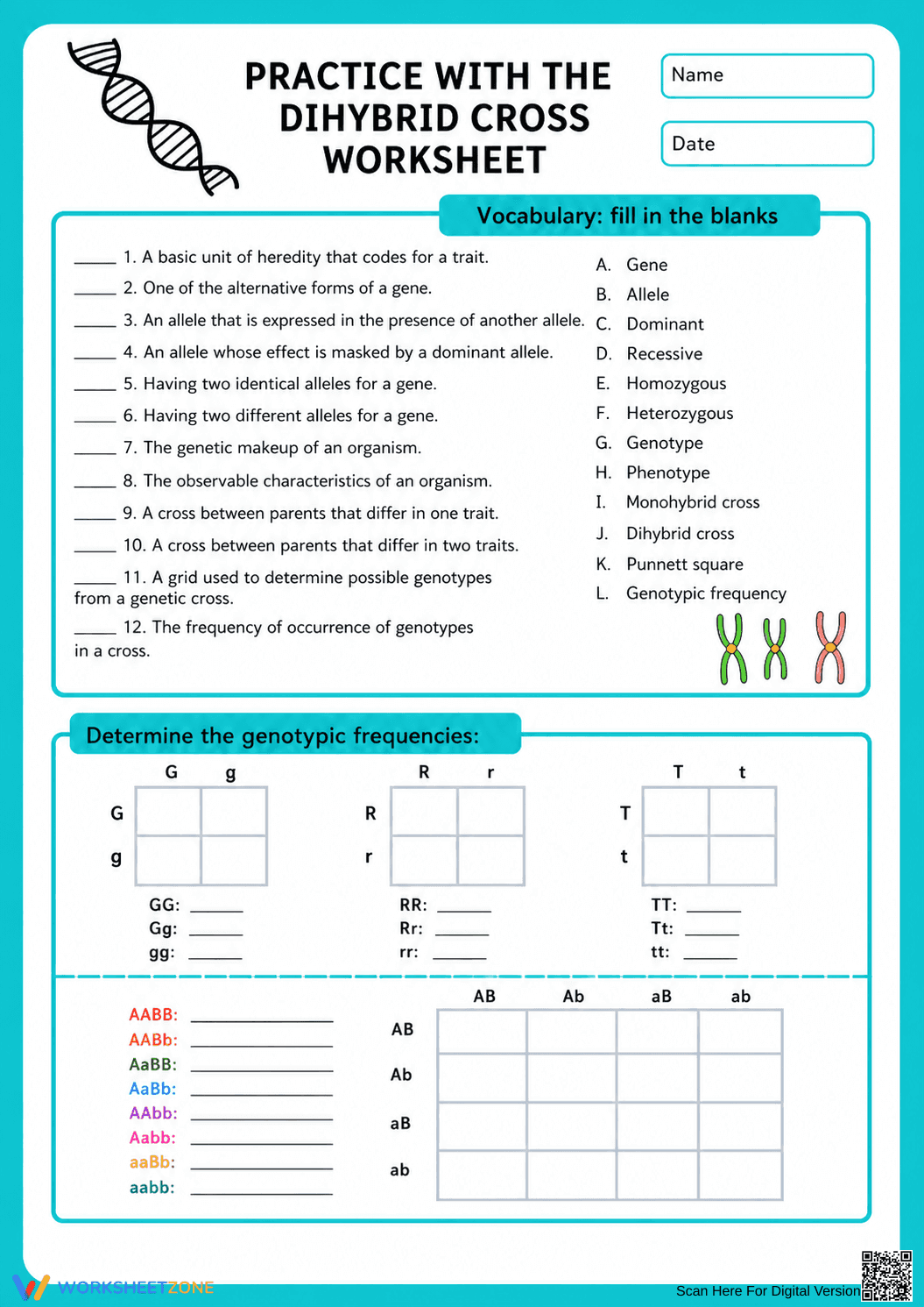 Printable Dihybrid Cross Worksheet | Grade 9-11 Biology - Page 1