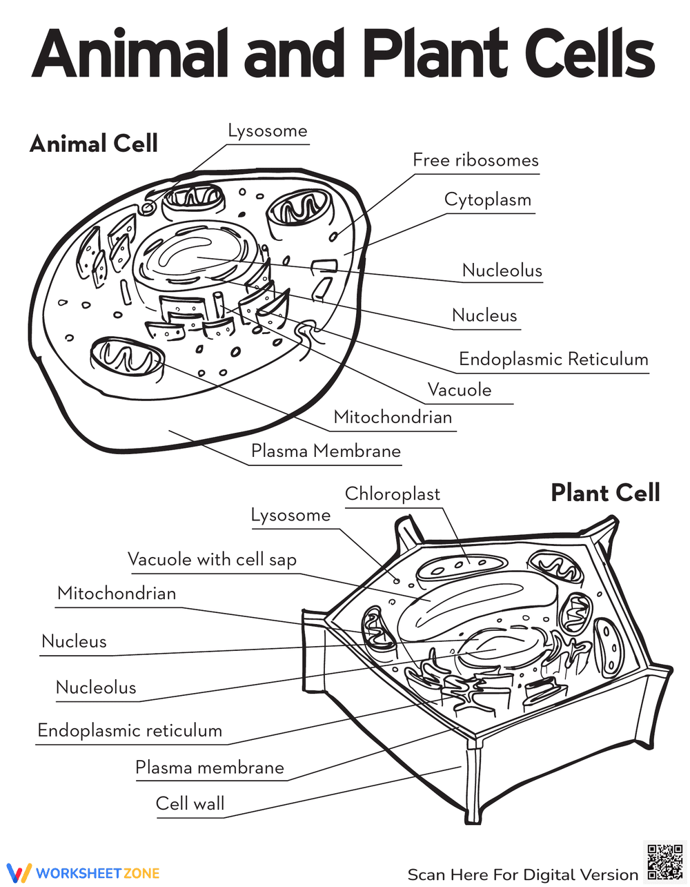 Animal and Plant Cells: Explore Cell - Page 1