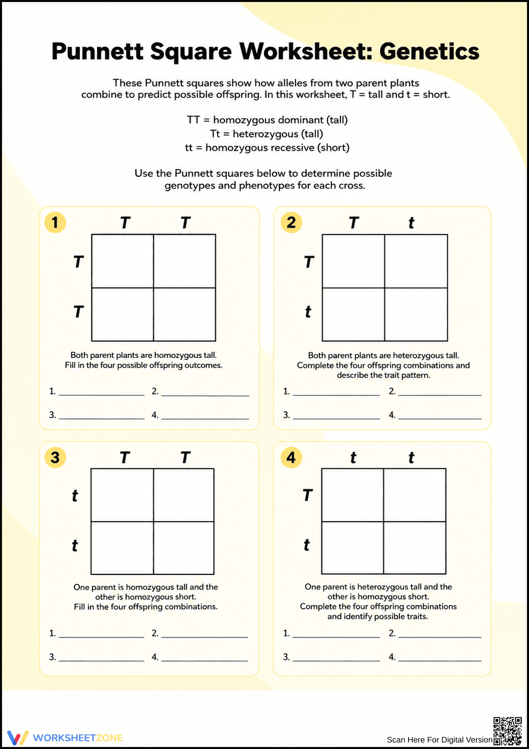 Grade 8-10 Punnett Squares — Printable No-Prep Worksheet - Page 1