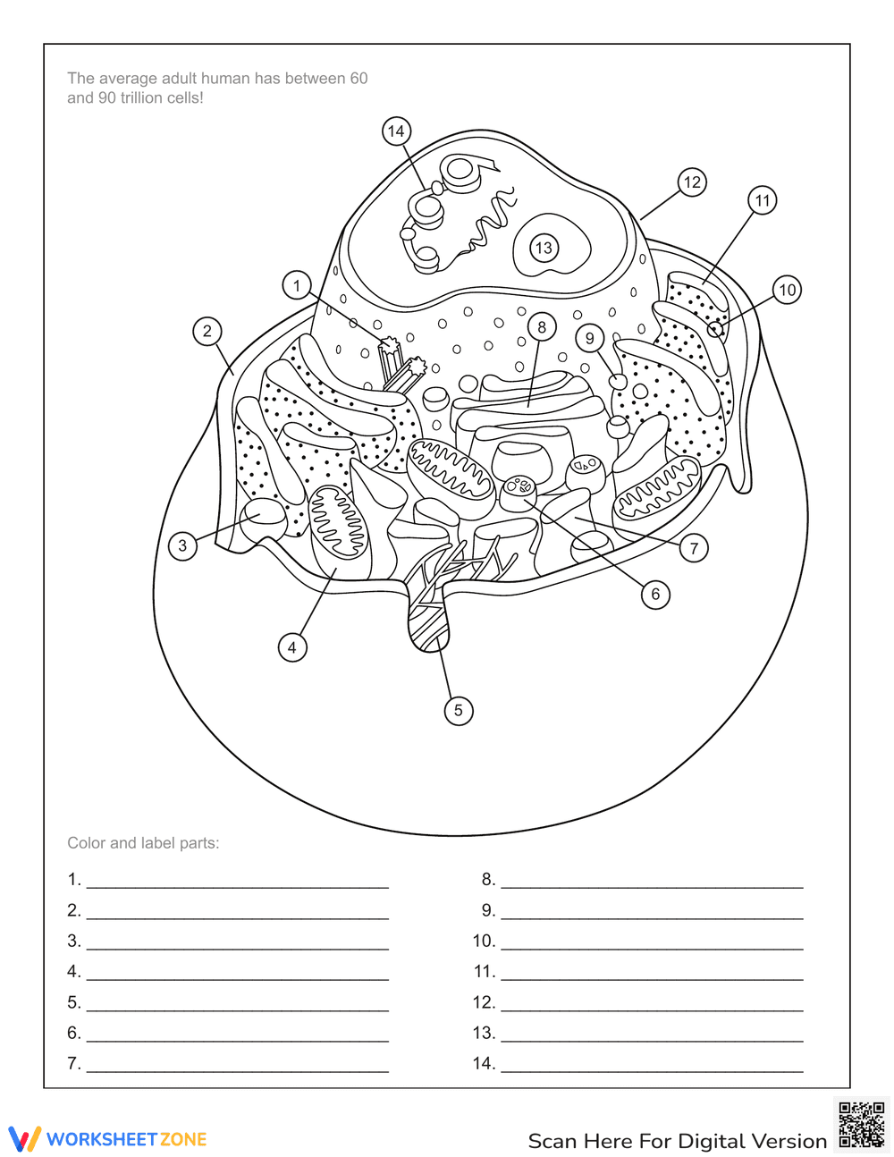 Animal Cell Anatomy: Interactive Worksheet - Page 1