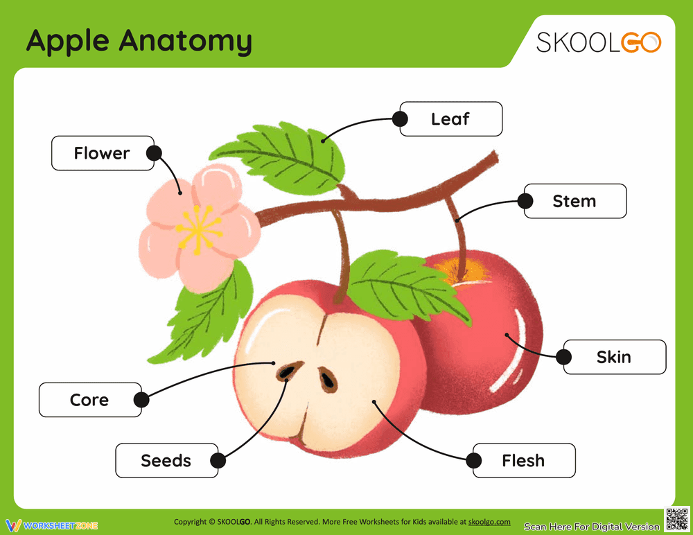 Discover Apple Anatomy with this Activity Worksheet - Page 1