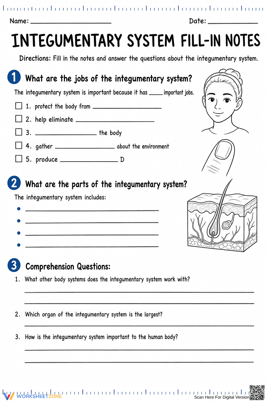 Integumentary System Worksheet | Essential Grade 6-7 Science - Page 1