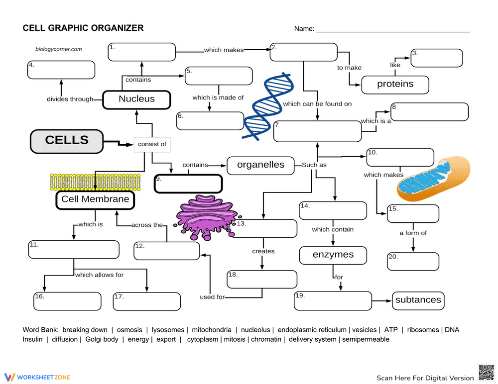 Cell Graphic Organizer Worksheet - Page 1