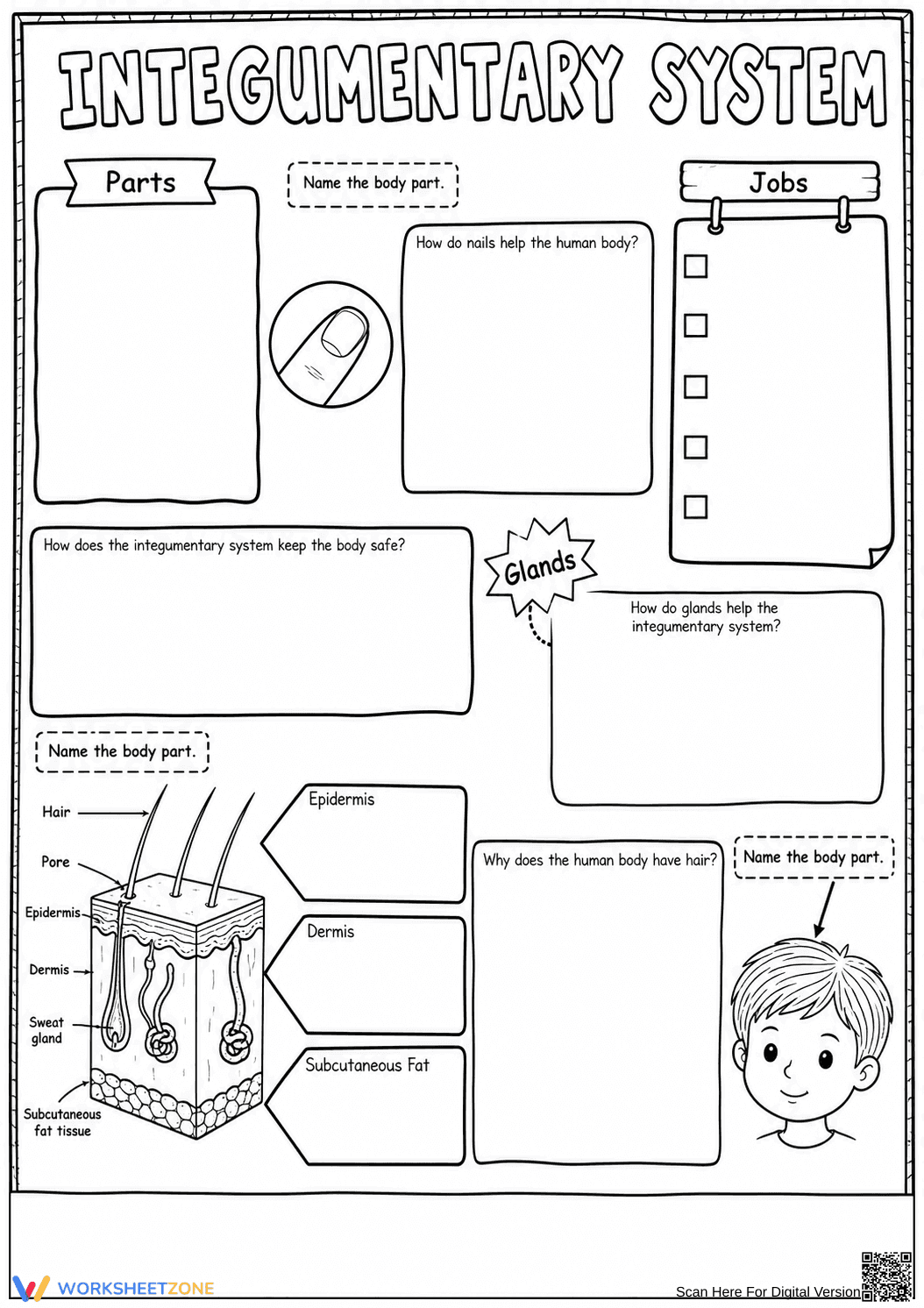 Printable Integumentary System Worksheet | Grade 4 Science - Page 1