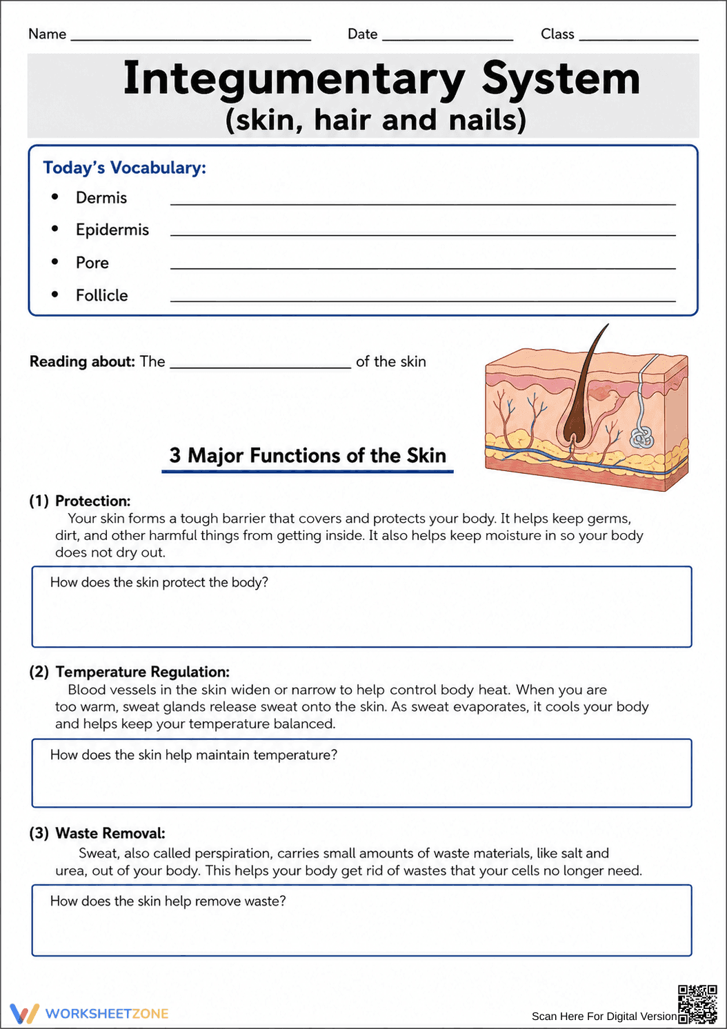 Grade 7 Integumentary System — Printable No-Prep Worksheet - Page 1