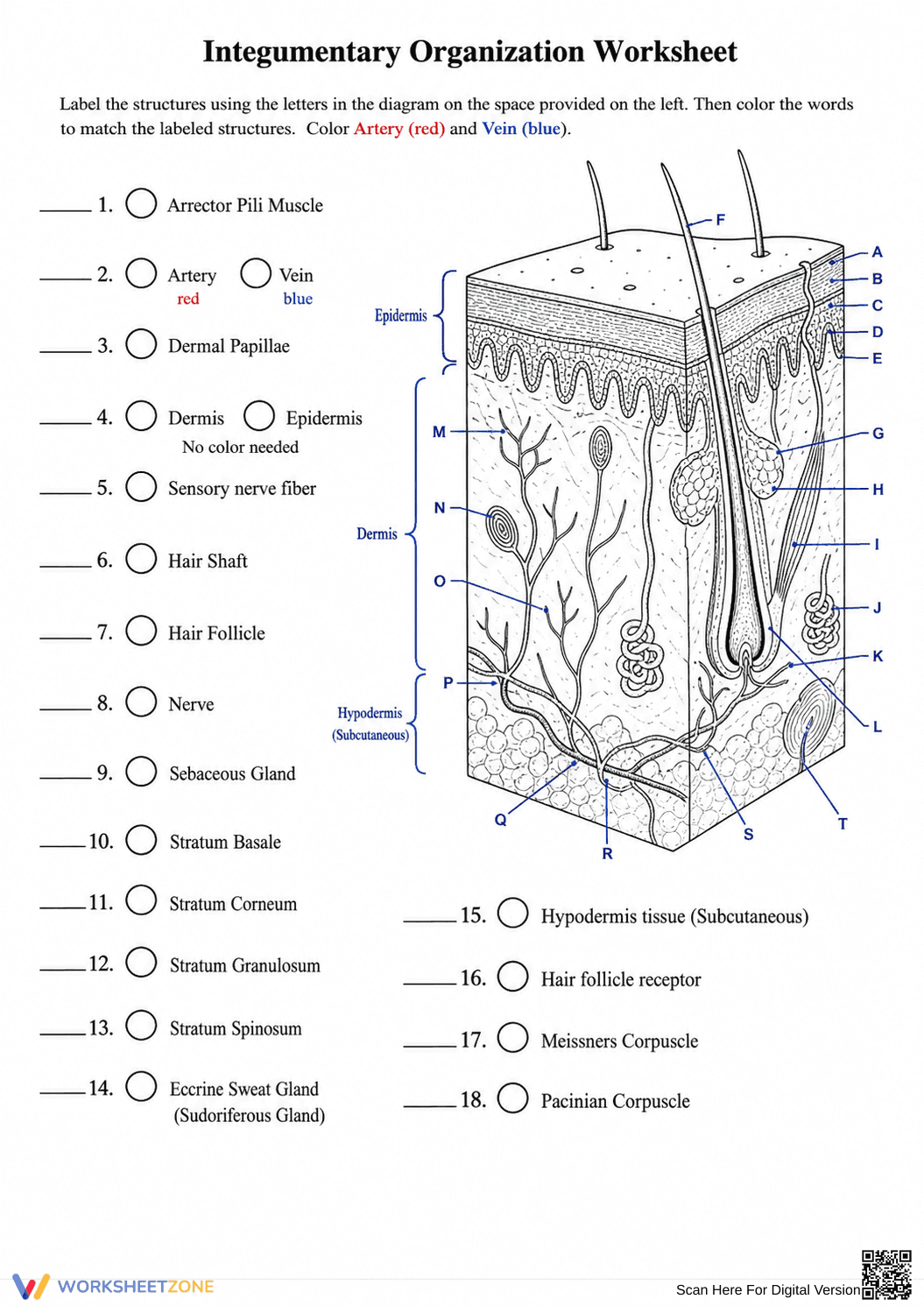 Integumentary System Worksheet | Essential Grade 7 Science - Page 1