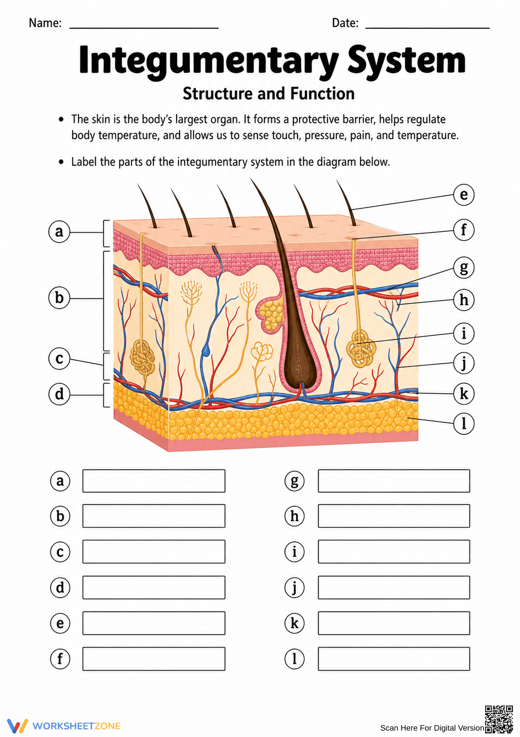 Essential Integumentary System Worksheet | Grade 7 Science - Page 1