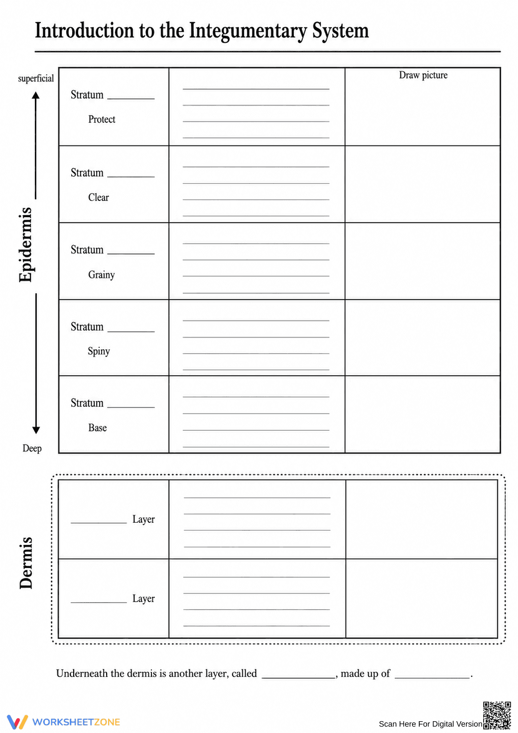Printable Integumentary System Worksheet | Grade 7 Science - Page 1