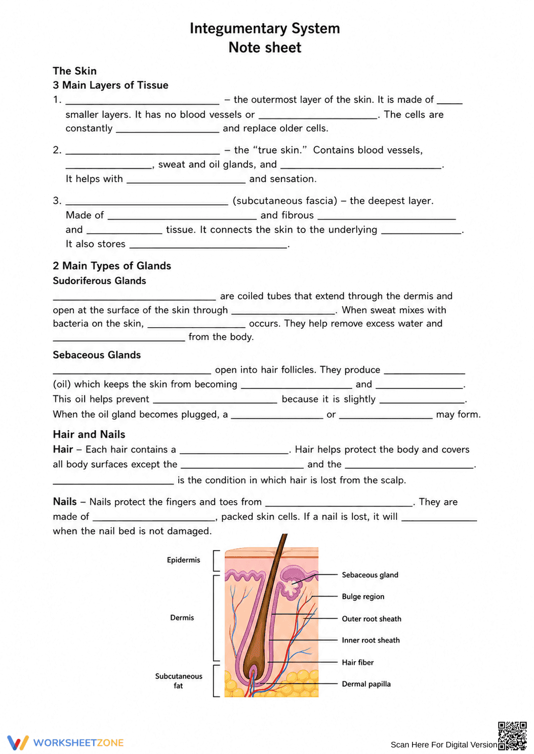 Grade 6 Integumentary System — Printable No-Prep Worksheet - Page 1