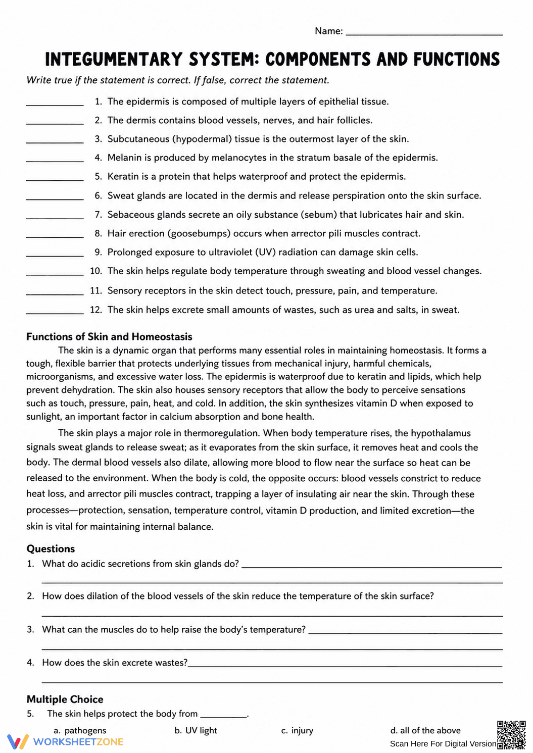 Integumentary System Worksheet | Essential Grade 7 Science - Page 1