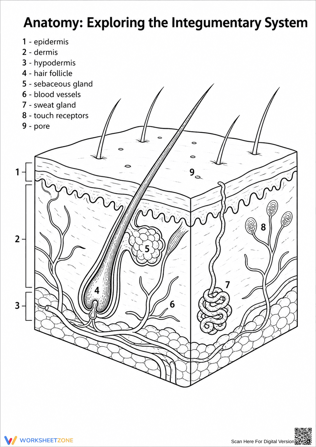 Printable Integumentary System Diagram | Grade 6 - Page 1