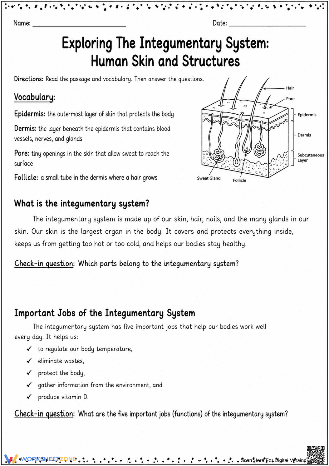 Printable Integumentary System Worksheet | Grade 6-7 - Page 1