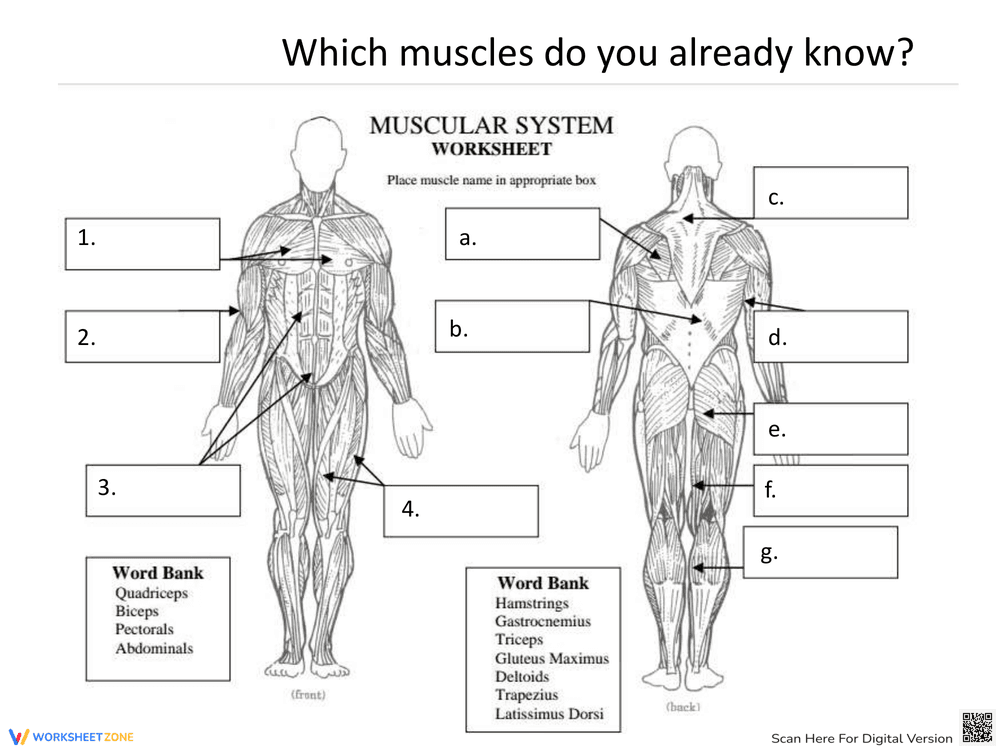 Muscular System Practice Worksheet - Page 1